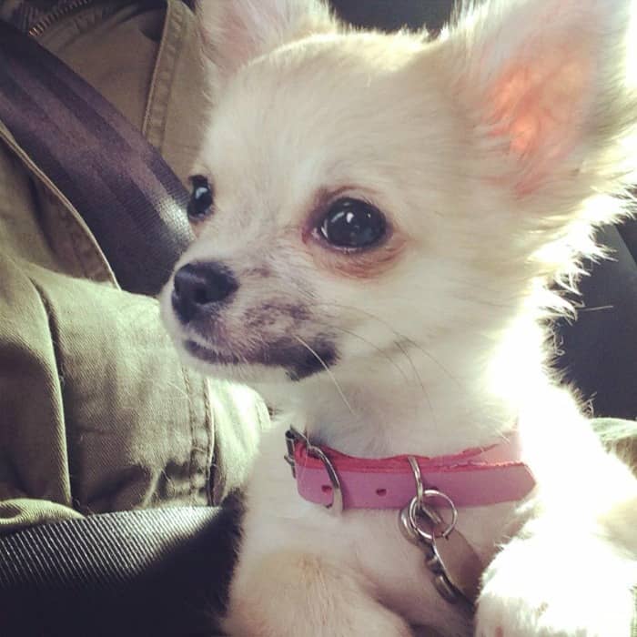Chihuahua girl pup