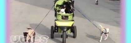 Chihuahuas Pull a Stroller