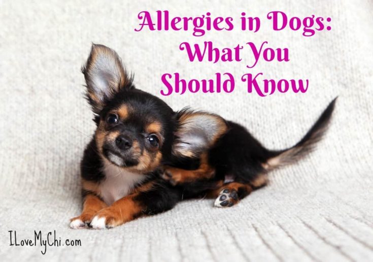 Allergies in Dogs: What You Should Know - I Love My Chi