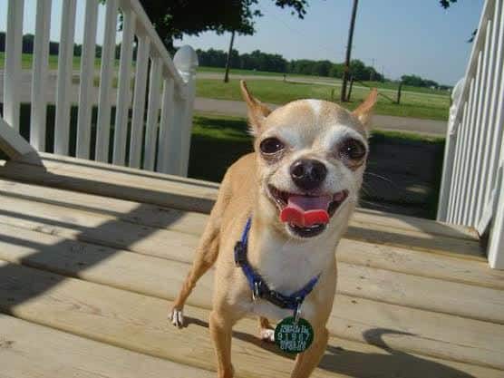 Happy fawn Chihuahua standing on an outside deck.