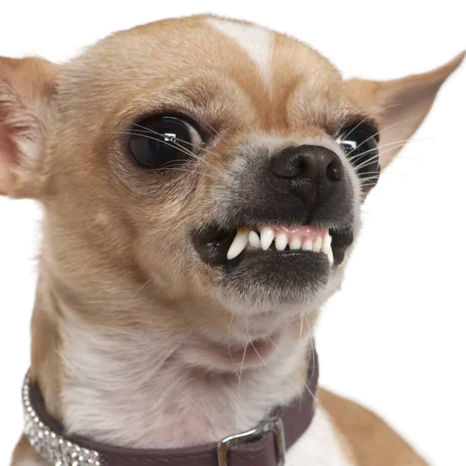 Chihuahua Aggression