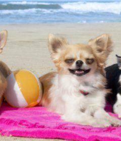 4 chihuahuas on pink blanket on beach