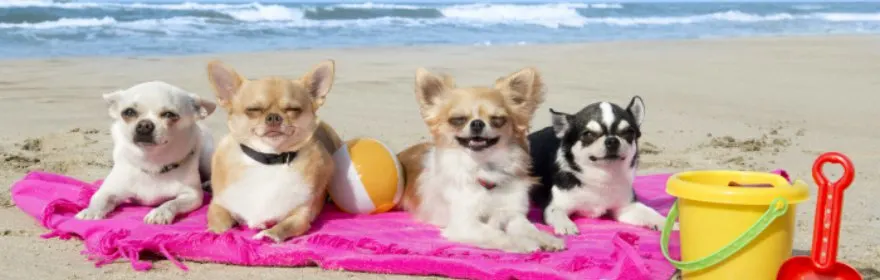 4 chihuahuas on pink blanket on beach