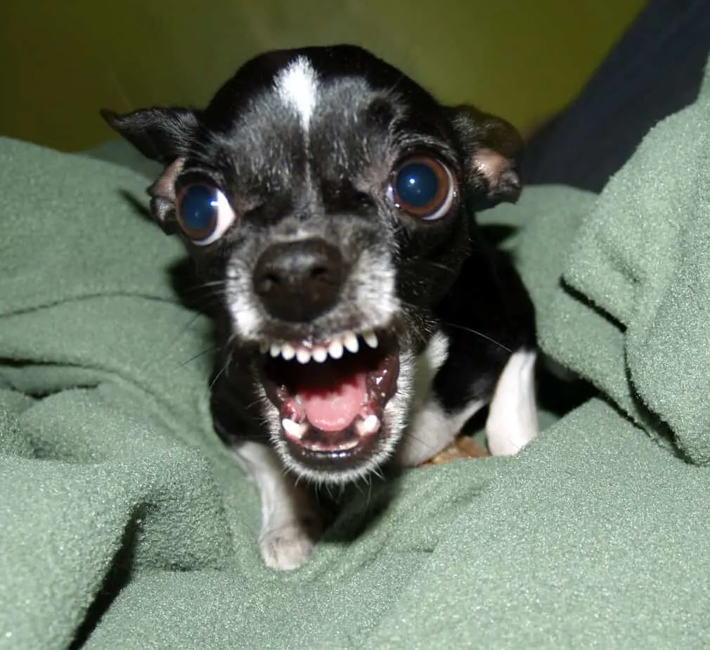  angry Chihuahua