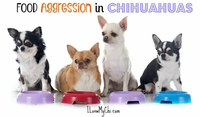 how do you deal with food aggression in dogs