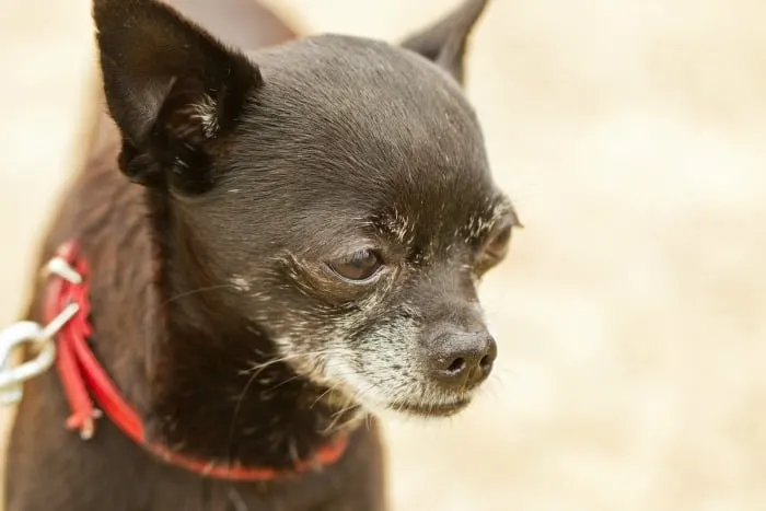 elderly black Chihuahua.