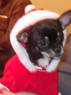 chihuahua dressed in santa hoodie