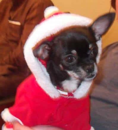 chihuahua dressed in santa hoodie
