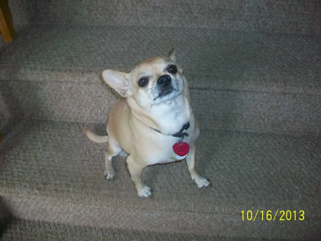 fawn chihuahua sitting on stairs