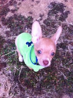 chihuahua puppy wearing green shirt
