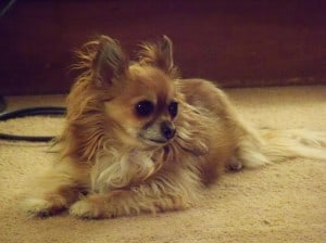 long haired red chihuahua