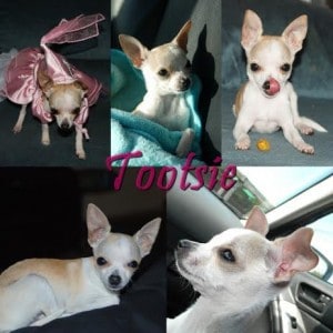 photo collage of tootsie the chihuahua