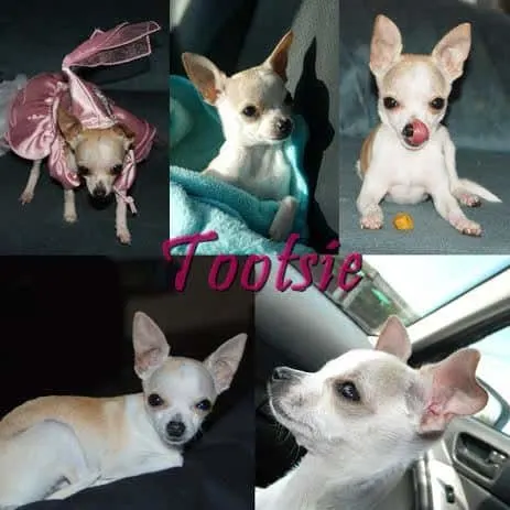 Tootsie the Chihuahua