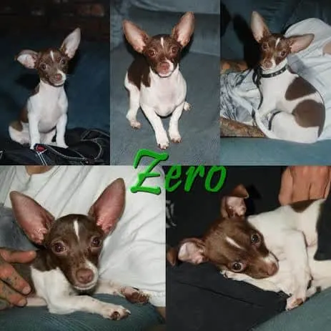 Zero the Chihuahua