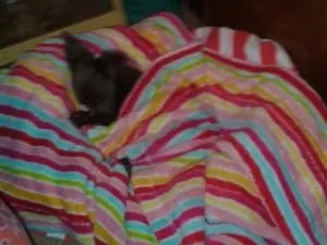 sleeping chihuahua in striped blanket