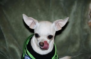 Minnie the Chihuahua