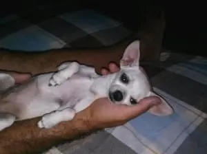 white chihuahua puppy lying in someones hands