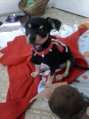 chihuahua puppy in black shirt and red spike collar