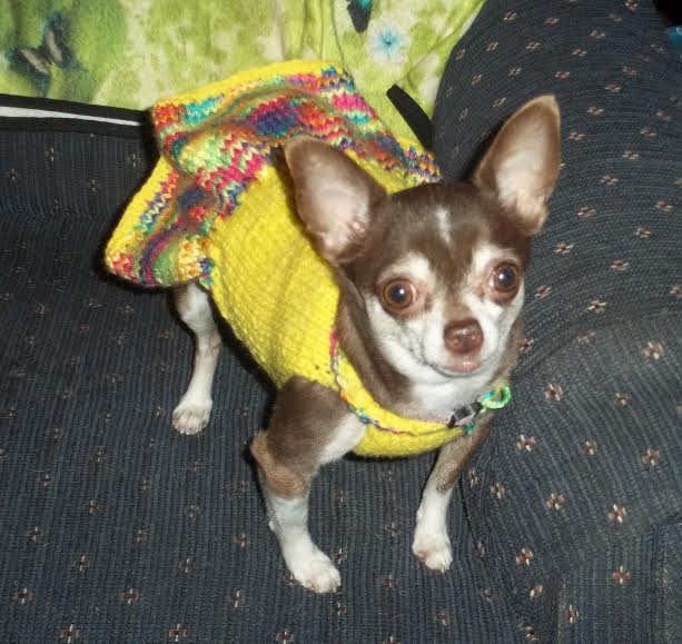 chihuahua in yellow knit dress