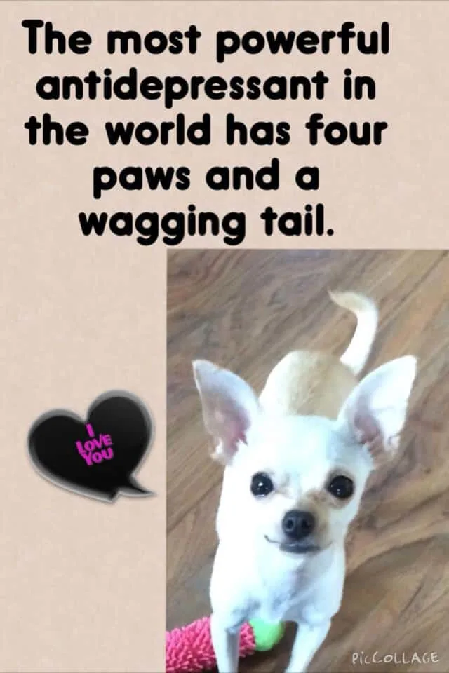 white a fawn chihuahua with words that say the most powerful antidepressant in the world has four paws and a wagging tail