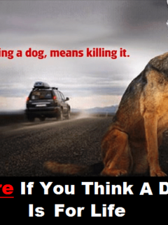 large dog on side of road with a noose around its neck and a car driving away and words that say abandoning a dog means killing it. share if you think a dog is for life