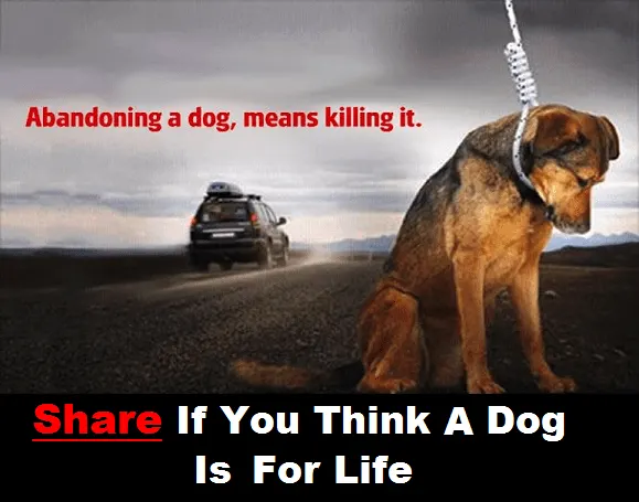 large dog on side of road with a noose around its neck and a car driving away and words that say abandoning a dog means killing it. share if you think a dog is for life