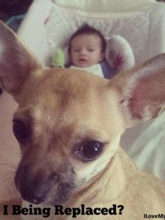 tan chihuahua with baby in a seat in the background and the words am i being replaced?