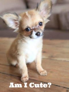tricolored chihuahua puppy siting on table and words that say am i cute?