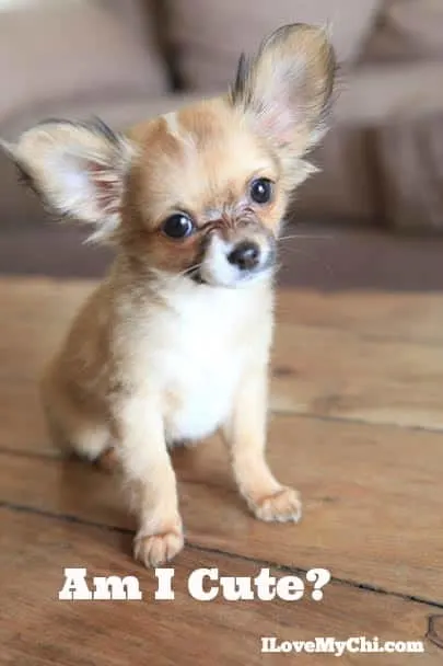 tricolored chihuahua puppy siting on table and words that say am i cute?