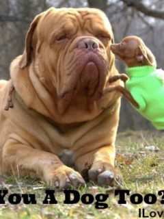 large tan bulldog with tan chihuahua in green sweater nosing the bulldogs face and words saying are you a dog too?
