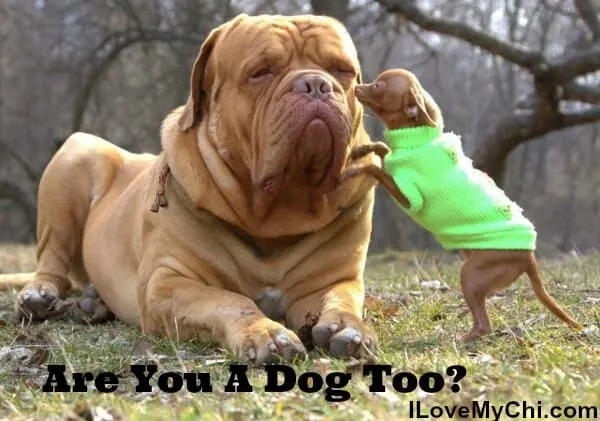 large tan bulldog with tan chihuahua in green sweater nosing the bulldogs face and words saying are you a dog too?