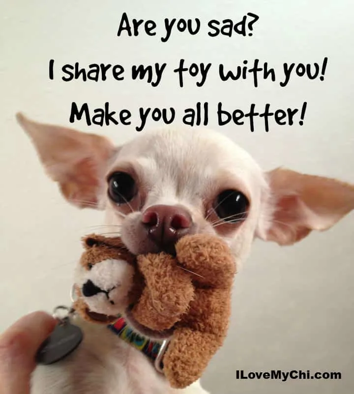 cream chihuahua with small teddy bear in its mouth with the words are you sad? i share my toy with you! Make you all better!