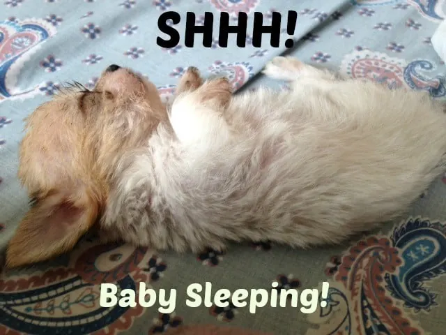 fawn long hair chihuahua puppy lying on back with the words shhh! baby sleeping!