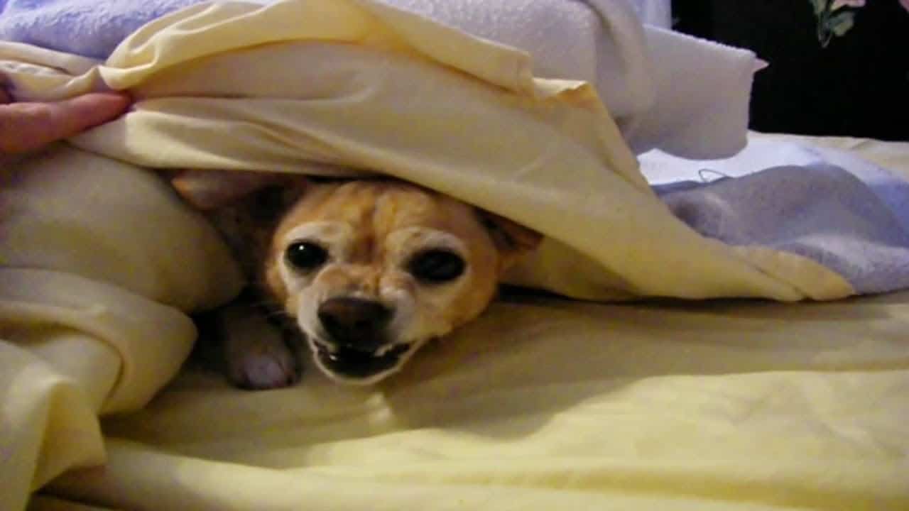 growling chihuahua under blanket