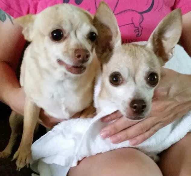 2 chihuahuas