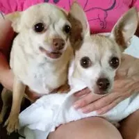 2 fawn chihuahuas sitting on womans lap