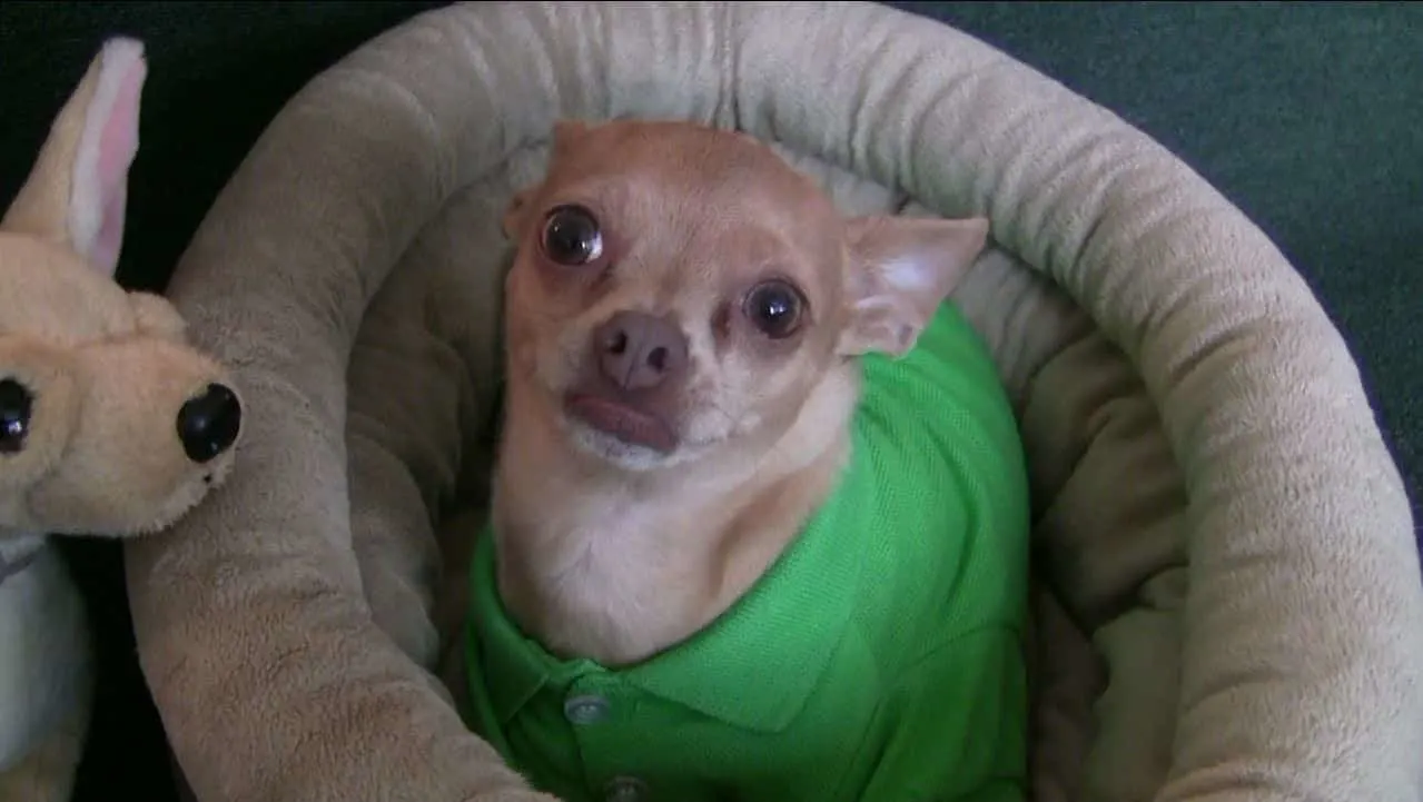 chihuahua with green shirt looking up from dog bed