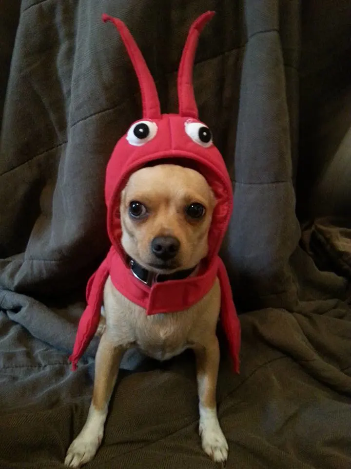 chihuahua wearing lobster costume