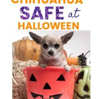 chihuahua sitting in Halloween pumpkin bucket