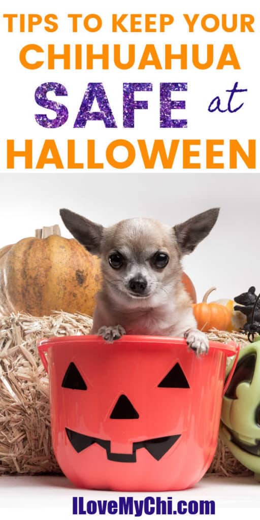 chihuahua sitting in Halloween pumpkin bucket
