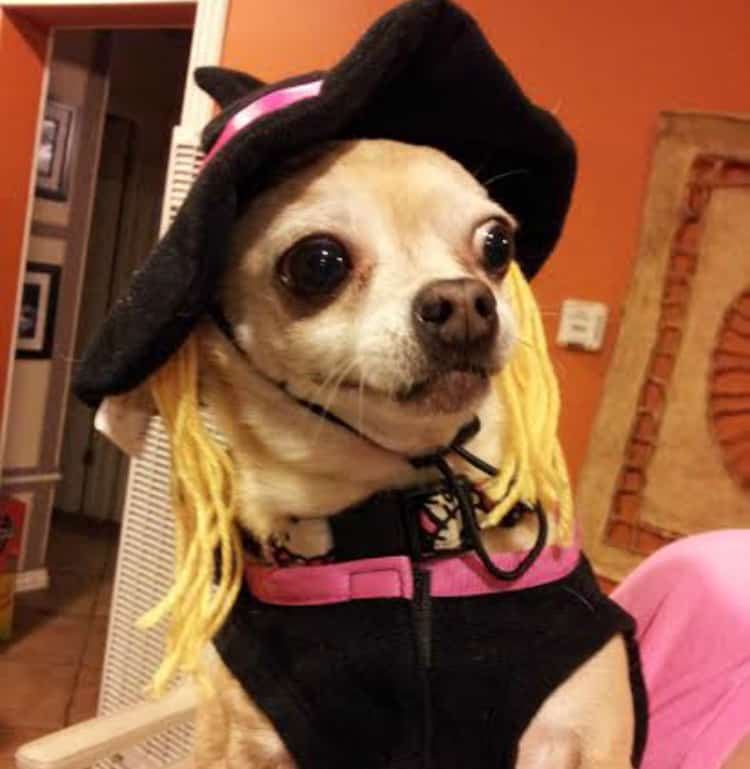 Chihuahua in witch costume