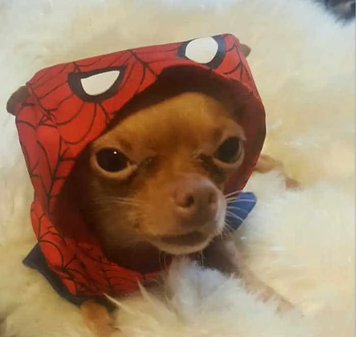 chihuahua dog wearing spider man costume