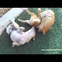 white chihuahua and red chihuahua playing in grass