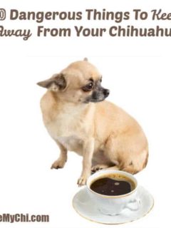fawn colored chihuahua dog sitting by a cup of coffee