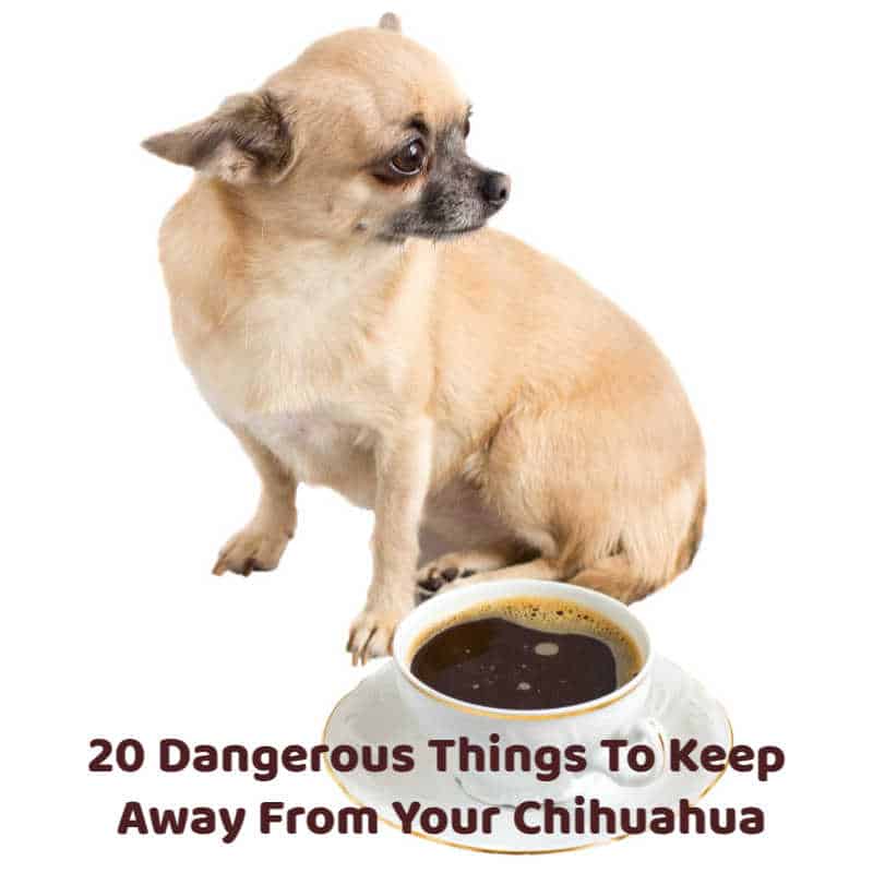fawn colored chihuahua sitting by a cup of coffee