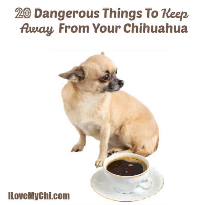 fawn colored chihuahua dog sitting by a cup of coffee