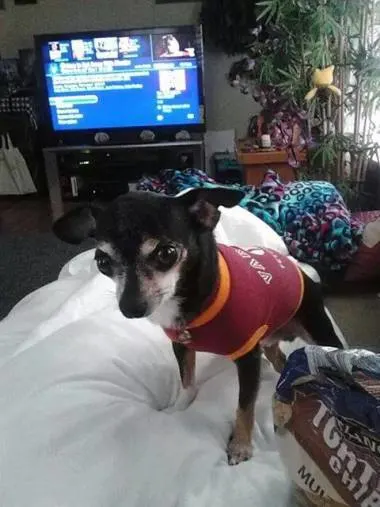 black and white chihuahua in hokie shirt