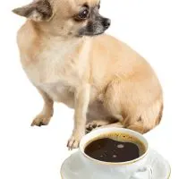 chihuahua sitting by cup of coffee