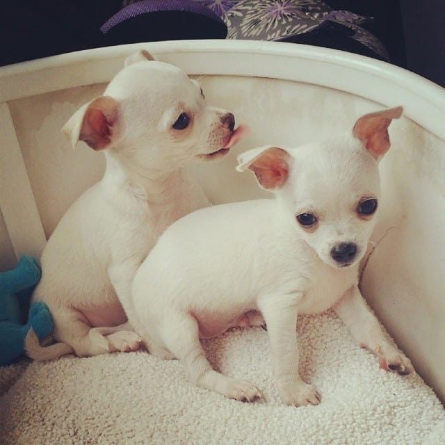 Two white Chihuahuas in a basket.