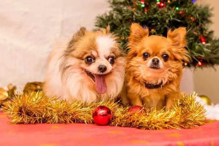 2 longhair Chihuahuas sitting with garland with Christmas balls 